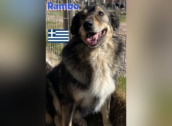 Rambo - sozial und lernwillig