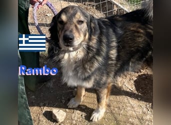 Rambo - sozial und lernwillig