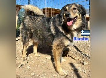 Rambo - sozial und lernwillig