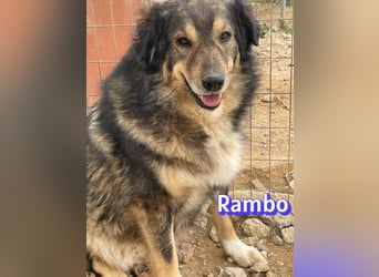 Rambo - süßes Moppelchen sucht Diätpartner