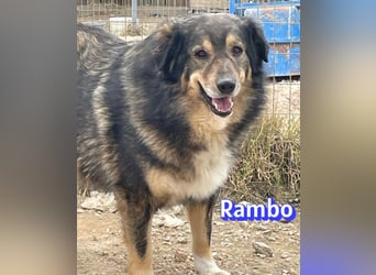 Rambo - süßes Moppelchen sucht Diätpartner