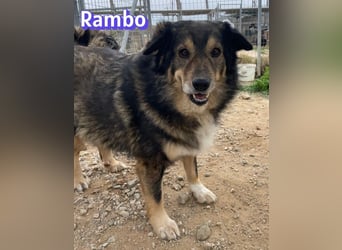 Rambo - süßes Moppelchen sucht Diätpartner