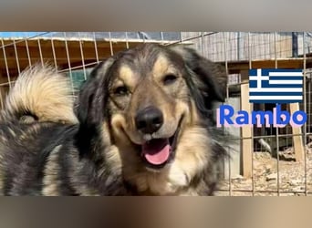 Rambo - sozial und lernwillig