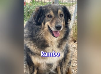 Rambo - süßes Moppelchen sucht Diätpartner