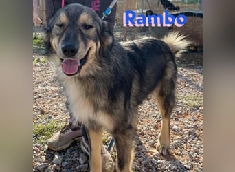 Rambo - sozial und lernwillig