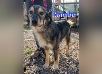 Rambo - sozial und lernwillig