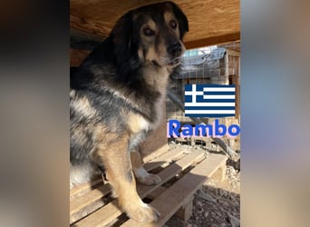 Rambo - sozial und lernwillig