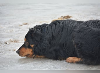 BUBU, ca. 2023 geboren, ausgeglichen und freundlich