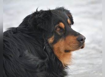 BUBU, ca. 2023 geboren, ausgeglichen und freundlich