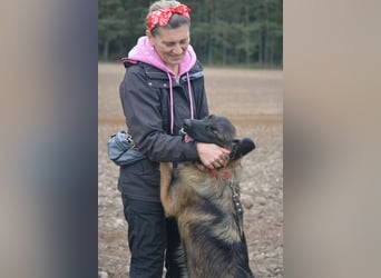 RESERVIERT - Kinderliebe Hündin MIRA, ca. 2025 geboren, sucht ein Zuhause, gut verträglich