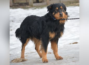 BUBU, ca. 2023 geboren, ausgeglichen und freundlich