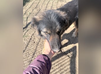 Bruno - freundlich und verspielt