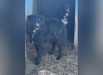 Anton - süßer Schatz