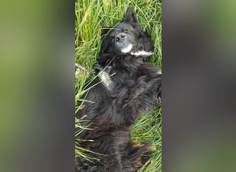 Anton - entzückender Schatz