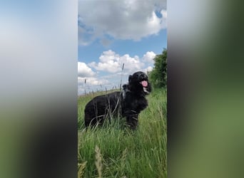 Anton - entzückender Schatz