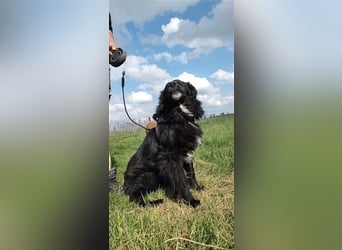 Anton - entzückender Schatz