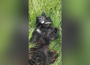 Anton - entzückender Schatz