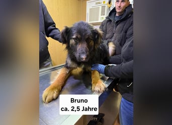 Bruno - freundlich und verspielt