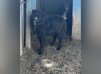 Anton - süßer Schatz