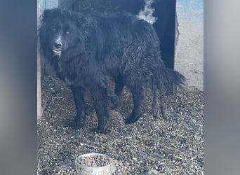 Anton - süßer Schatz