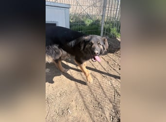 Bruno - freundlich und verspielt