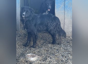 Anton - süßer Schatz