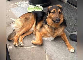 Familie in Not ! Lenny sucht ein neues Zuhause