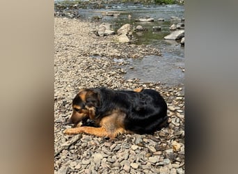 Familie in Not ! Lenny sucht ein neues Zuhause