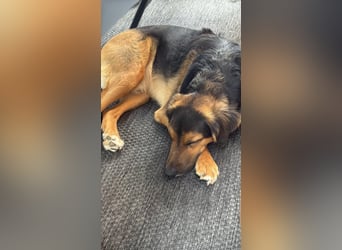 Familie in Not ! Lenny sucht ein neues Zuhause