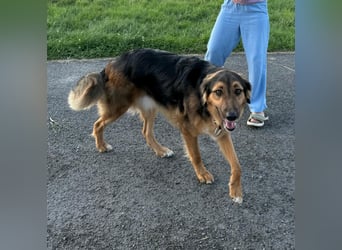 Familie in Not ! Lenny sucht ein neues Zuhause