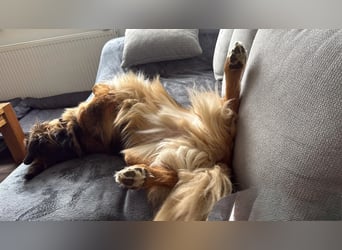 Familie in Not ! Lenny sucht ein neues Zuhause