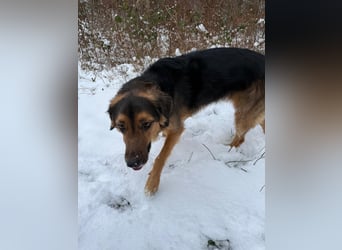 Familie in Not ! Lenny sucht ein neues Zuhause