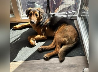 Familie in Not ! Lenny sucht ein neues Zuhause