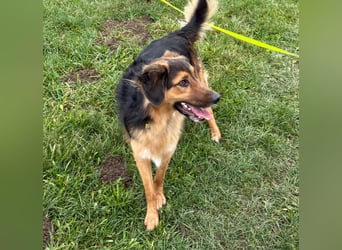 Familie in Not ! Lenny sucht ein neues Zuhause