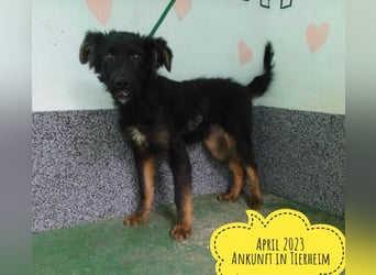 Milan sucht seinen Menschen