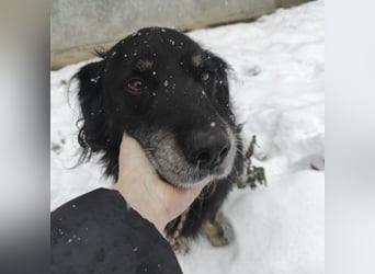 Doro ein freundlicher Schatz