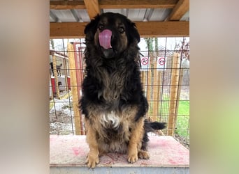 Milan sucht seinen Menschen