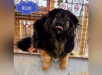 Milan sucht seinen Menschen