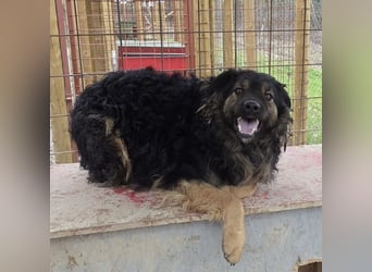 Milan sucht seinen Menschen