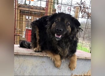 Milan sucht seinen Menschen