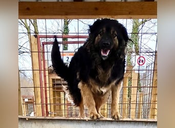 Milan sucht seinen Menschen