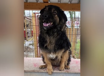 Milan sucht seinen Menschen