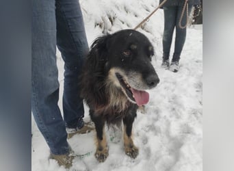 Doro ein freundlicher Schatz