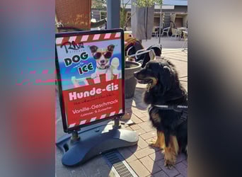 Hoverwart Schwarzmarken