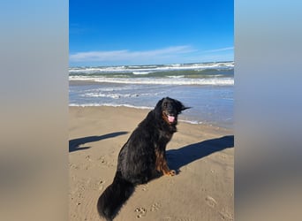 Hoverwart Schwarzmarken