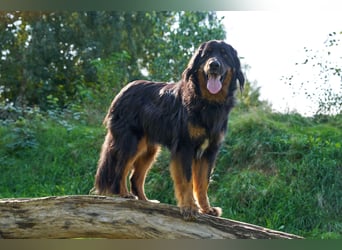 Hoverwart Schwarzmarken