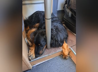 Hoverwart Schwarzmarken