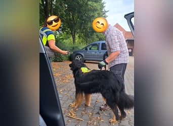 Hoverwart Schwarzmarken