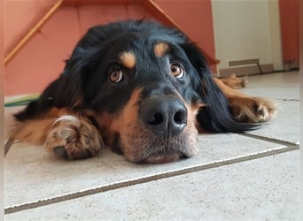 Marlow, su. erfahrenes Zuhause