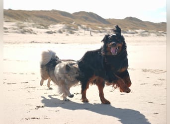 Hovawart, 5 Jahre alt, aus Krankheitsgründen abzugeben